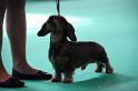 Crufts2011_2 898